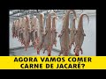 Frigorífico cria e abate Jacarés - Guia Mundi