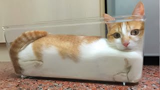 Cat mess! 😺 Compilation of funny cats for a good mood!