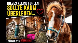 This little foal was barely expected to survive... ❤️ | Travel Group Unpopular