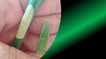 Inverted T-Budding Method – Shield Budding (Inverted) - Grafting Trees - Best Grafting Techniques
