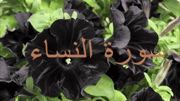 سورة النساء كاملة بصوت مشاري راشد العفاسي -بدون اعلانات