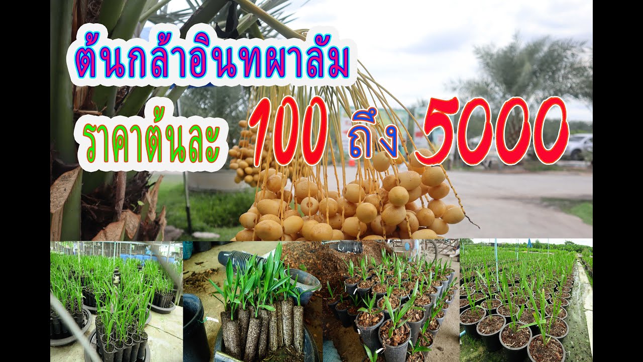 ราคาต้นกล้าอินทผลัม100-5,000 บาทสวนอินทผลัมปรีชา