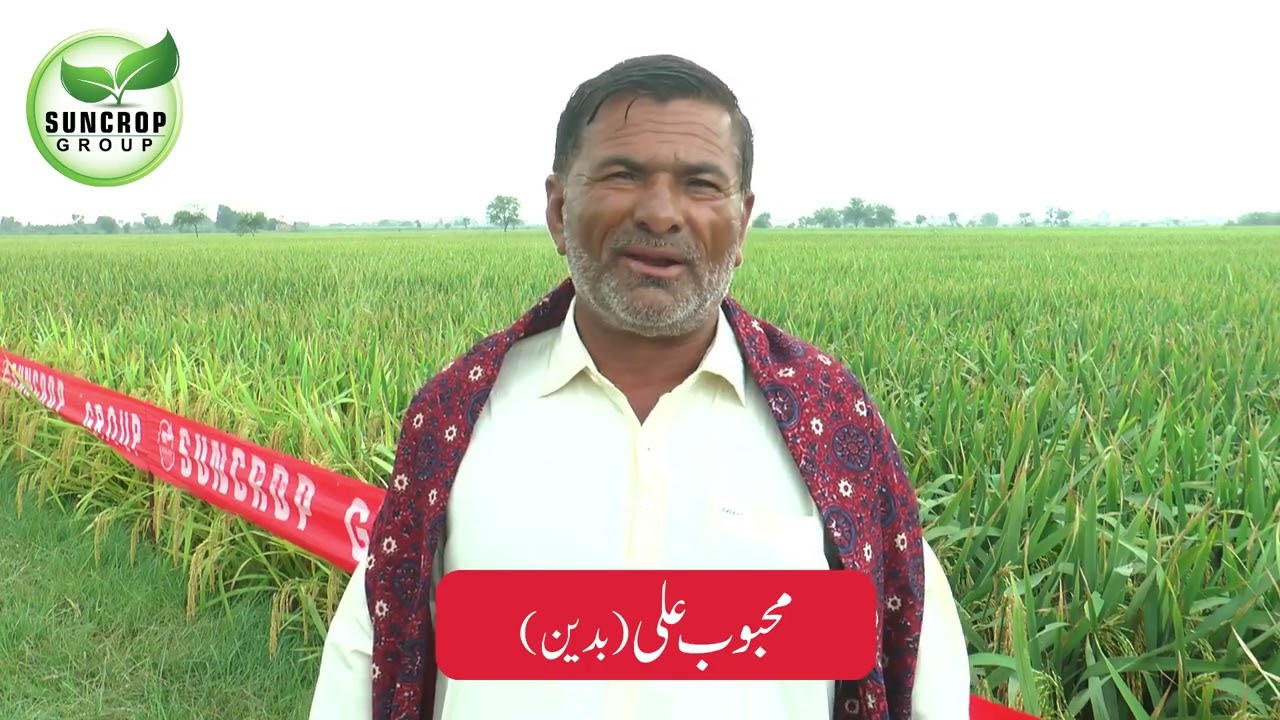 Mehboob Ali a progressive Rice crop farmer, sharing his views about 152-Diamond Rice Seed | Suncrop