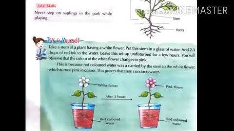 Class 4, Science, Chapter 6 by Akanksha