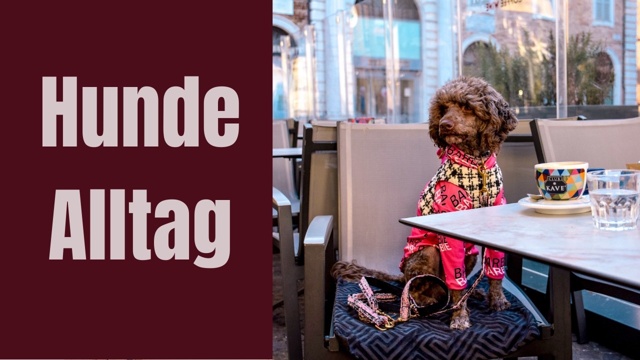 Cappuccino, Fotoshooting & Strand in Senigallia 🇮🇹☕🐾 | Hunde Vlog 2