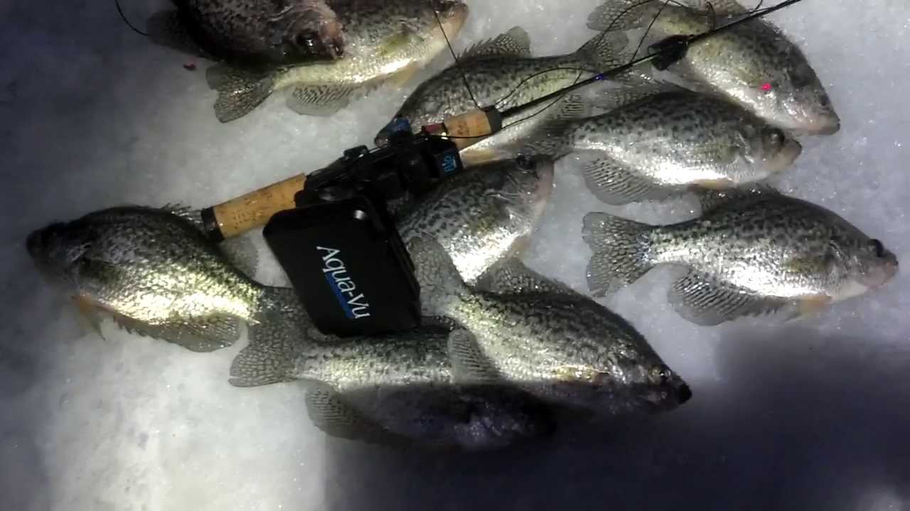 Underwater Camera Recommendations or Criticisms? - Ice Fishing Forum - Ice  Fishing Forum