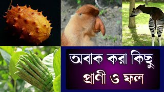 অবাক করা কিছু প্রাণী ও ফল | Obak Kora Kichu Prani O Fol | হদিস