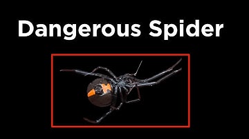 I Built a Dangerous Spider Detector: My Real ML Workflow with Codex