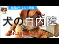 マチガエやすい犬の白内障　目薬やサプリの効果【獣医監修】