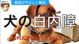 マチガエやすい犬の白内障　目薬やサプリの効果【獣医監修】