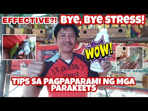 Video: Paano Gamutin Ang Isang Budgerigar Para Sa Isang Malamig