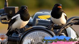 #magpie robin's morning song@agungofficials_studio  screenshot 3