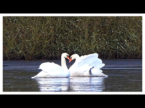 Schwäne auf dem See