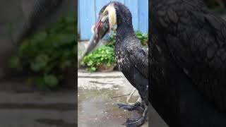 Cormorants Eat Fish Several Times Bigger Than Their Own Heads