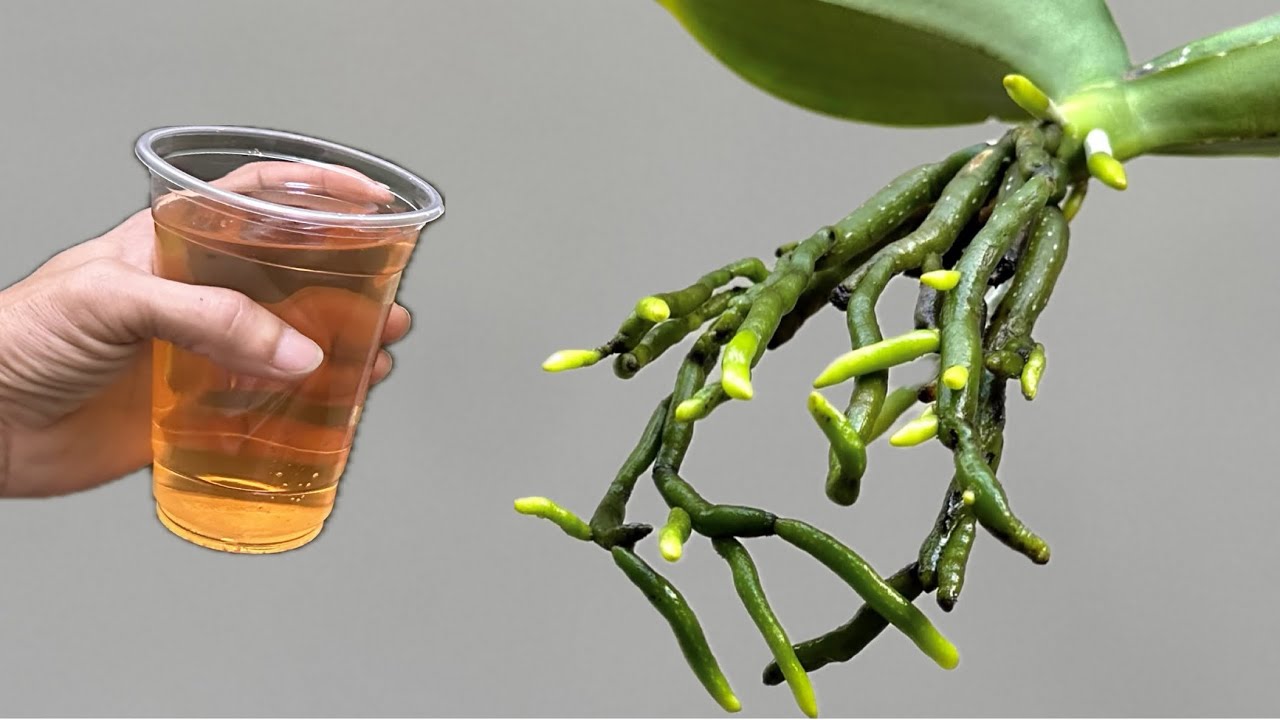 Просто вылейте 1 стакан на корень! Самая слабая орхидея вырастет до 100% и будет цвести круглый год.