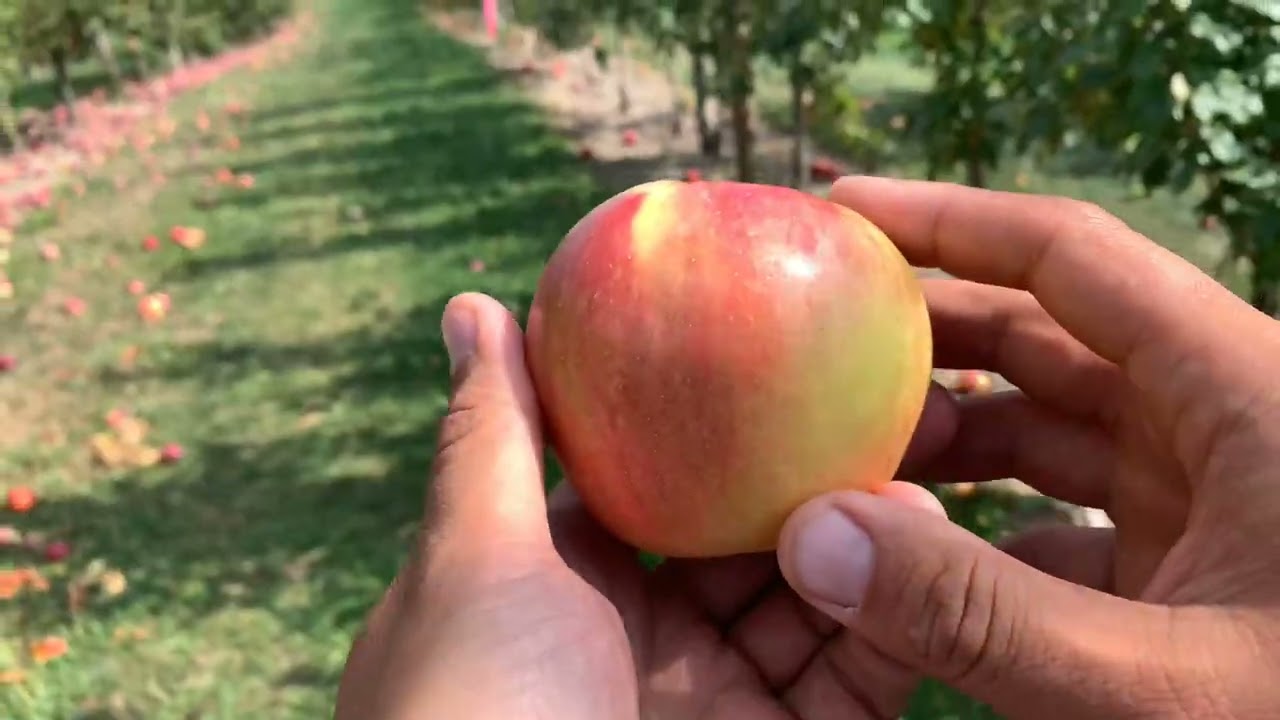 Sweet Sixteen Apple on G.890 - Cummins Nursery - Fruit Trees