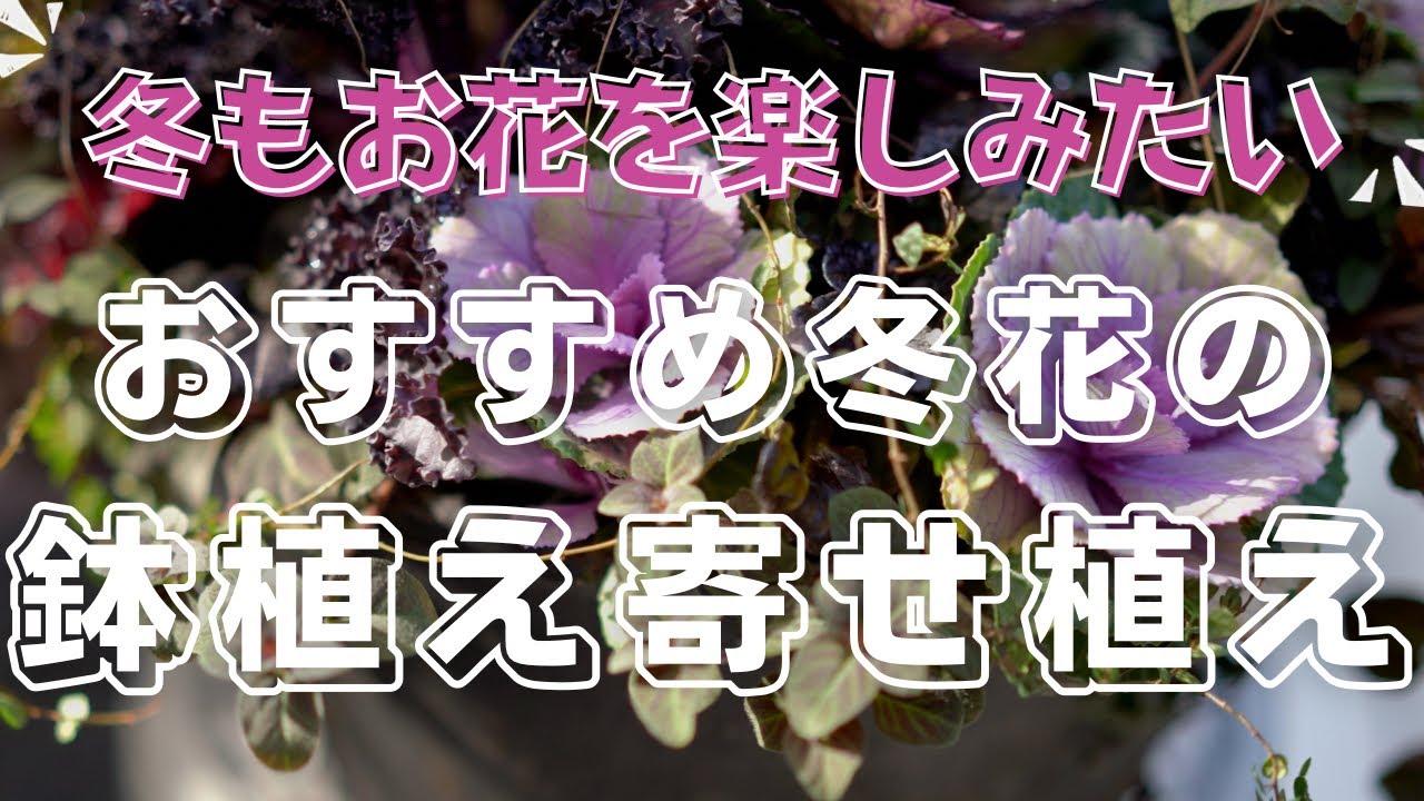 冬花のリネ日記 : 2026年2月の一覧 シミケンさんの園芸日記 – QVPV