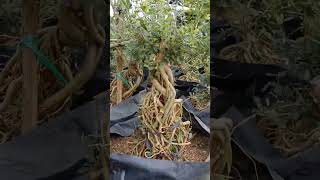 Bonsai saeng simbur ekspose root