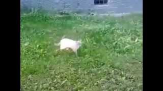 Вороны нападают на кошку Вороны нападают на кошку
