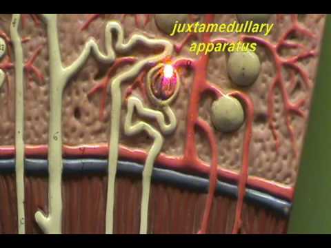 Renal Lobe Model - Juxtaglomerular Nephron.avi - YouTube