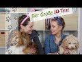 Welche Rasse gewinnt? IQ Test Pudel, Sheltie, Cairn Terrier im Vergleich | Hundekanal