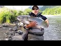Pesca en aysen, a llegado el momento del gran Piqué del salmón chinook ( king)