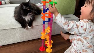 娘がいないと退屈で不貞腐れる猫 ラガマフィン A cat that gets bored and flirted without a daughter