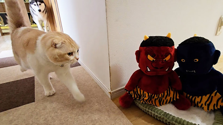 売れ残った子鬼を連れ帰ったら猫と犬が大変なことに...