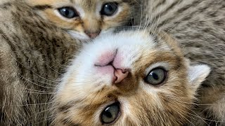 Kittens at Play: Exploring the World of Cats by Fluffy tails 4,050 views 2 months ago 1 minute, 56 seconds
