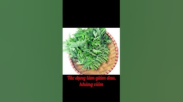 Ngải cứu chữa đau lưng ntn