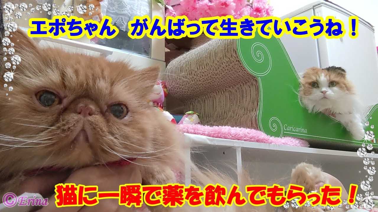 猫ネコねこ大好き！