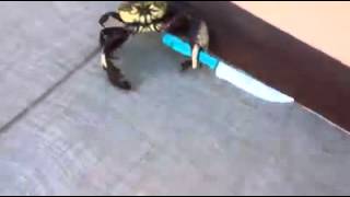 Crab to star trek fight music