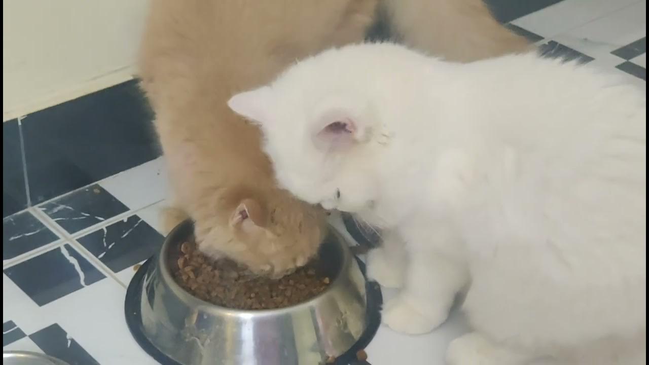 inbreeding-in-cats-can-cats-mate-with-their-siblings-inbreeding-of