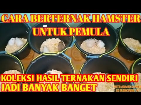 Video: Cara Membiakkan Hamster Dzungaria