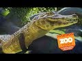 CAIMANS AND CATASTROPHE | Zoo Tycoon : Ultimate Animal Collection #9