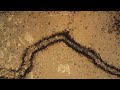 DRIVER ANTS SIAFU SAFARI ANTS EFFICIENCY 