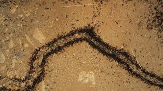 Driver Ants, Siafu Safari Ants Efficiency