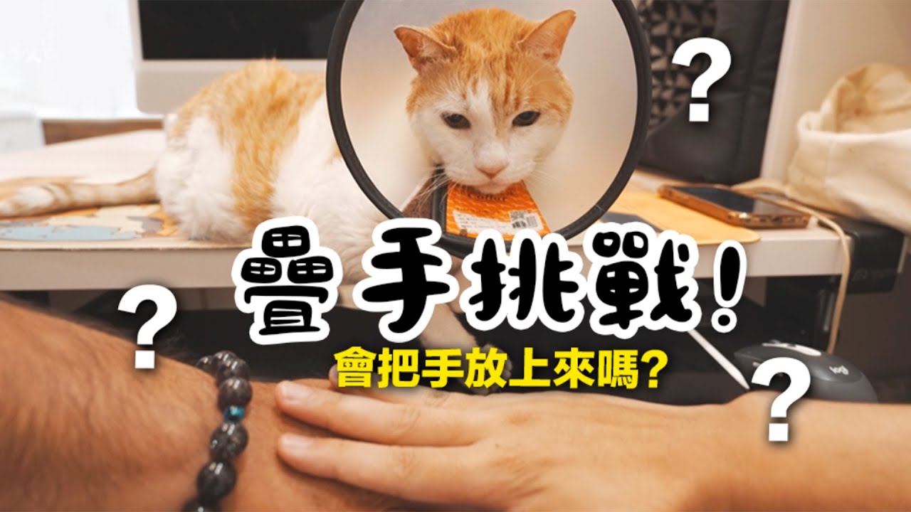 【黃阿瑪的後宮生活】疊手挑戰！貓咪會把手放上來嗎？