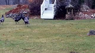 World Star turkey fight