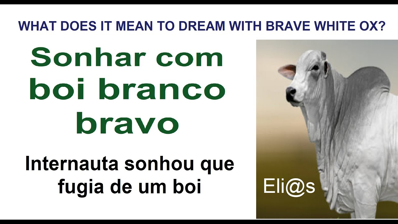 SONHAR COM BOI BRANCO BRAVO - WHAT DOES IT MEAN TO DREAM WITH BRAVE ...