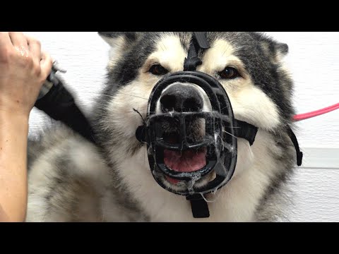 Video: Alaska Malamute