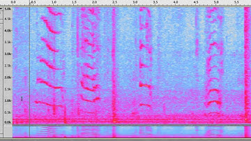 Exploring Audacity