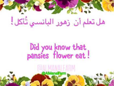 زهور بانسي  
