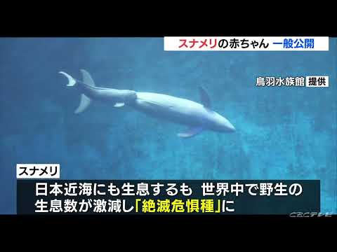 お母さんと一緒に泳ぐスナメリの赤ちゃん 展示水槽を工夫し客は上から覗き込む形式で一般公開 三重･鳥羽水族館(2022/6/12)