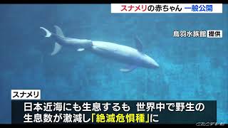 お母さんと一緒に泳ぐスナメリの赤ちゃん 展示水槽を工夫し客は上から覗き込む形式で一般公開 三重･鳥羽水族館(2022/6/12)