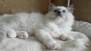 Meet 10 week old Ragdoll Kitten Nerina