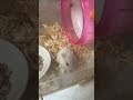 Hamster: măm măm mận