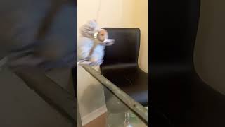 My Labubu Went To Heaven