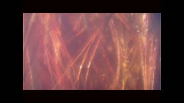 Taking Your First Digiscoped Image with Zeiss