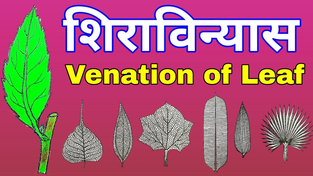 Leaf Venation Chart